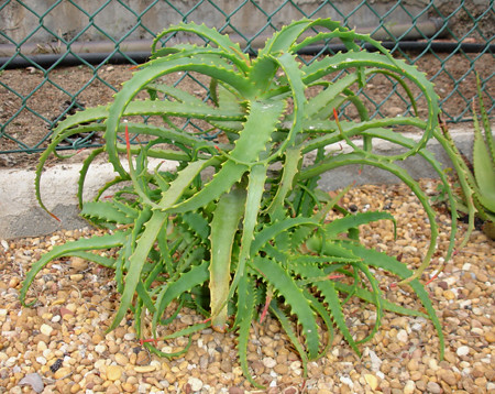 Aloe arborescens (1)