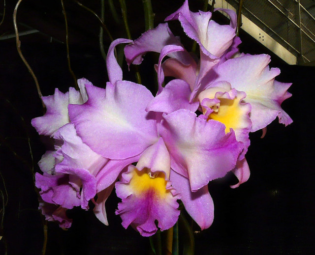 photographed at the 2009 pacific orchid exposition, Laeliocattleya  New Journey 'Showtime' hybrid orchid