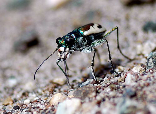 Great Sand Dunes Tiger Beetle | Great Sand Dunes National Pa… | Flickr