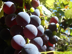 uvas y telarañas