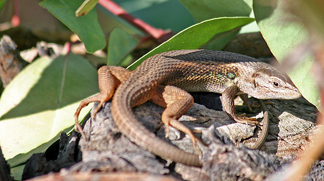 Monfragüe Natural Park Lizard