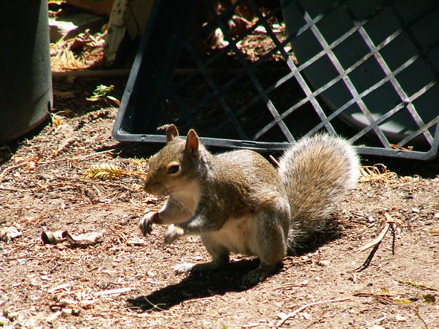August 4 08 squirrel