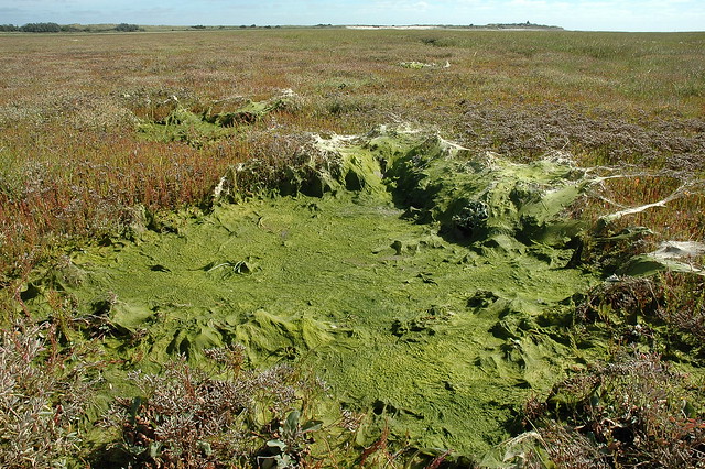 Algae at the salt marsh