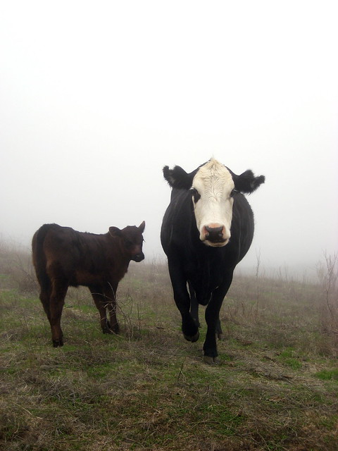 Cows in the fog #3
