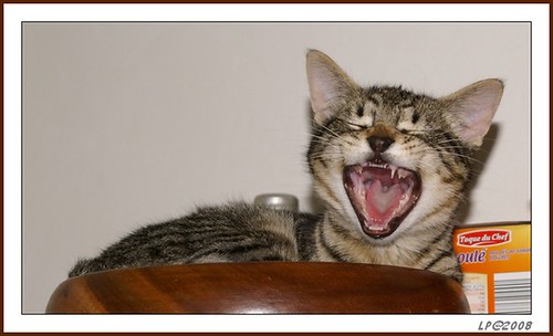 Monsieur le chat. | by toyot