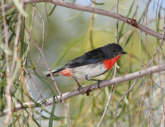 Mistletoebird (Dicaeum hirundinaceum), Central Australia.