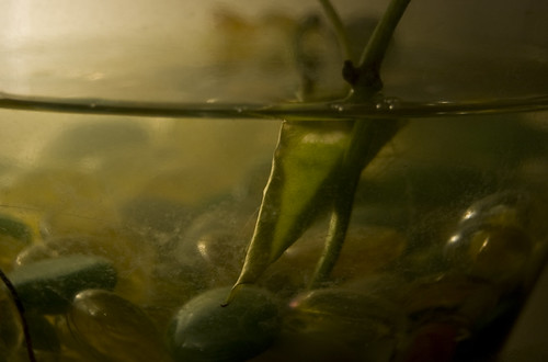 February 24, 2008 by CrispSeptember // Not Your Mother's Photography, old pink blue sunset sky horses orange lake playing macro green feet mushroom water glass lamp field