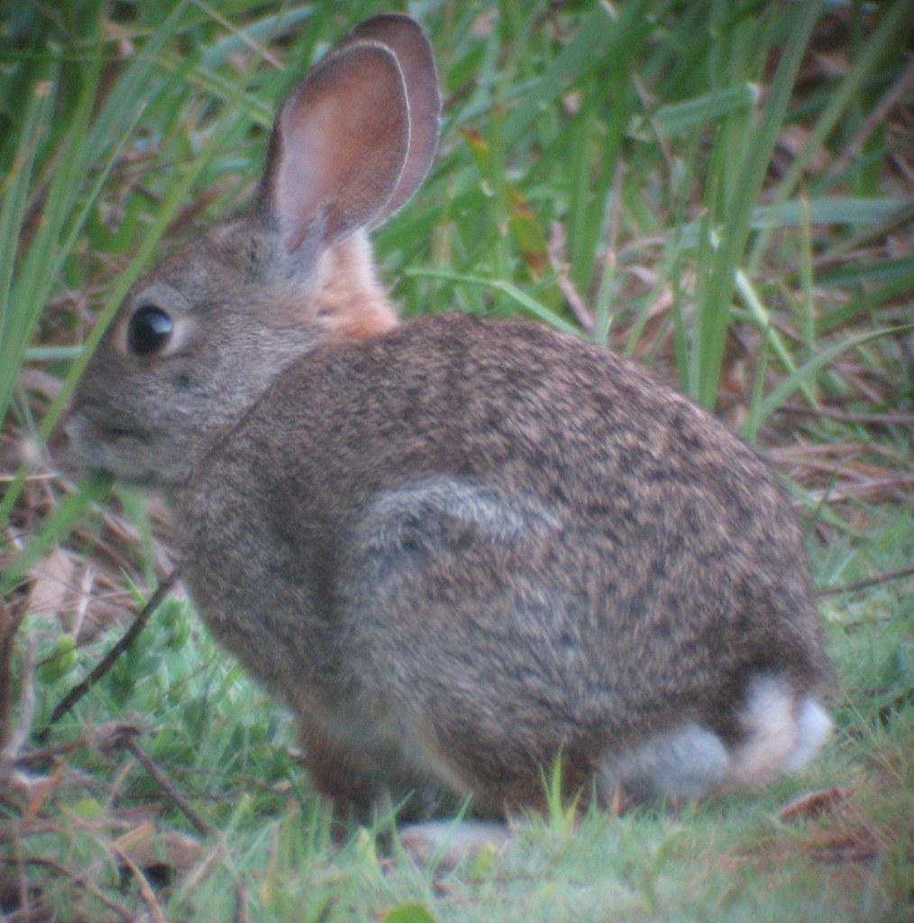 Brush Rabbit? | Likely a Brush Rabbit (Sylvilagus bachmani),… | Flickr