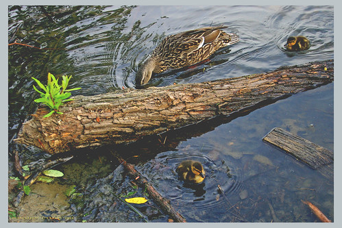animals spring babies wildlife ducklings waterfowl