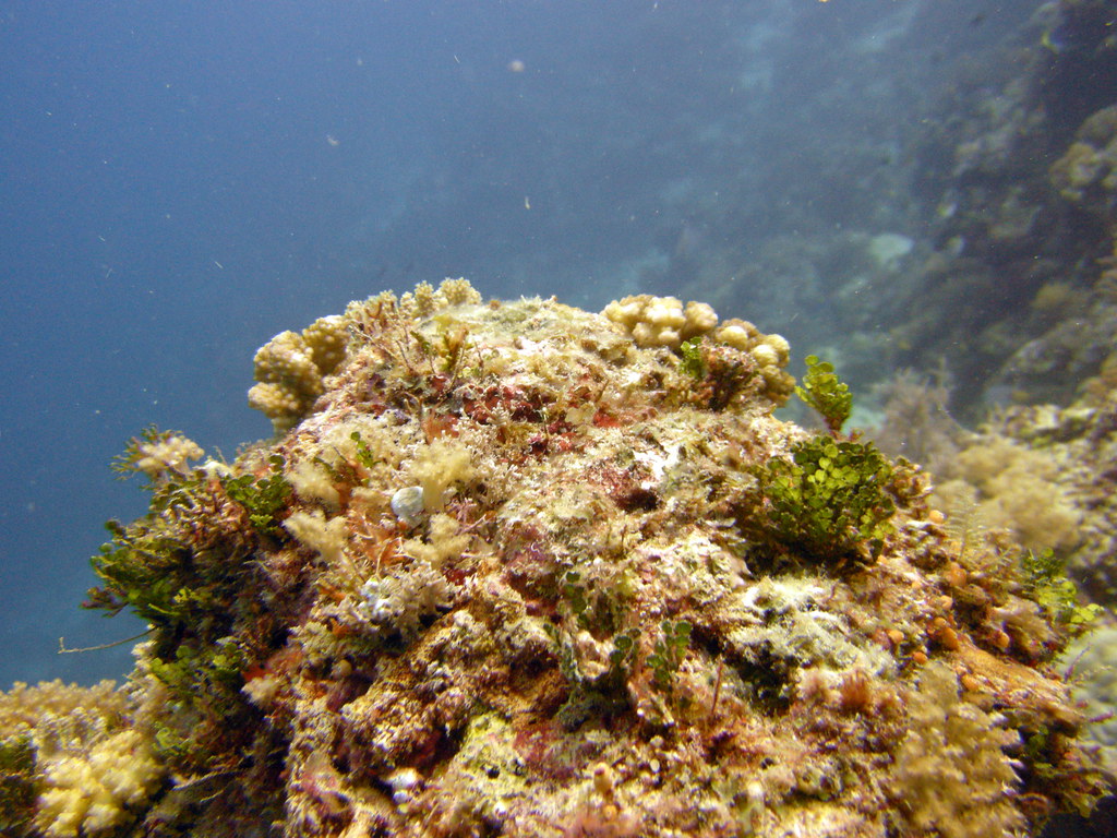 حيد منيمبا المرجاني (Mnemba Atoll)