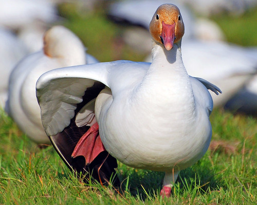 Snow Goose Stretch by J Bespoy Photography