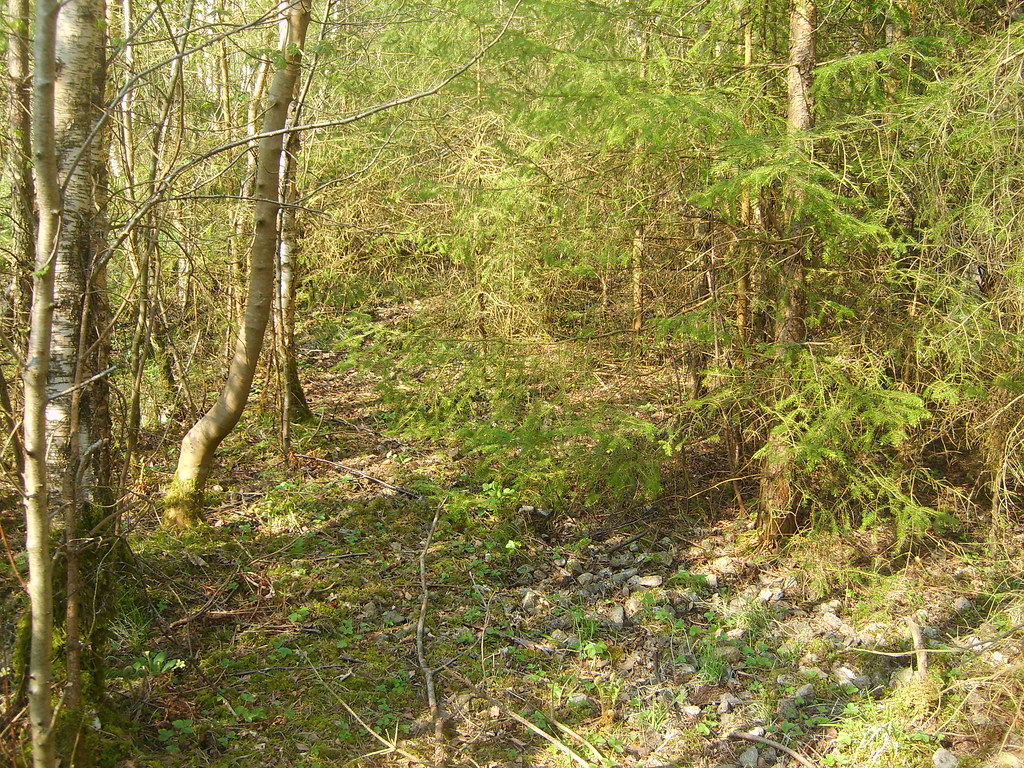 Stobs Farm Stobs Cutting | The absence of farm traffic has allowed Stob… | Flickr