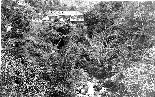 Middleton Coffee Plantation, St. Andrew, Jamaica [1870]