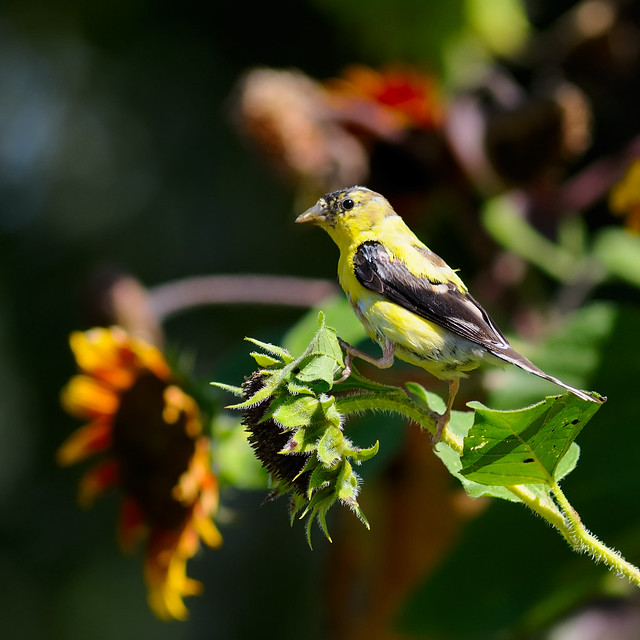 HBW Goldfinch Sunflower Harvest