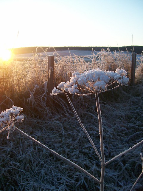 Sunrise and A Heavy Frost