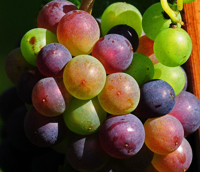 Redwine / rote Weintrauben / Vineyard / Grapes