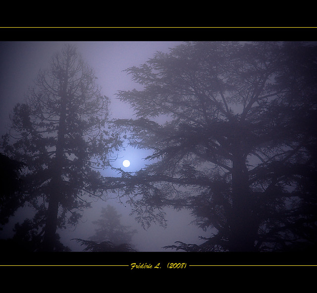 Dans la Brume - In the Fog (2)