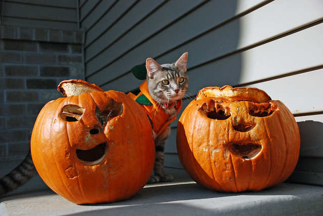 kitty and the pumpkins