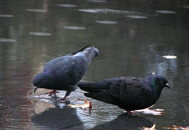 Pigeons Wading