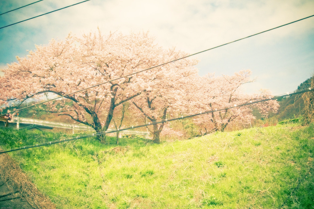 12297 - Sakura2010 #22 - Spring of village - by sakura_chihaya+