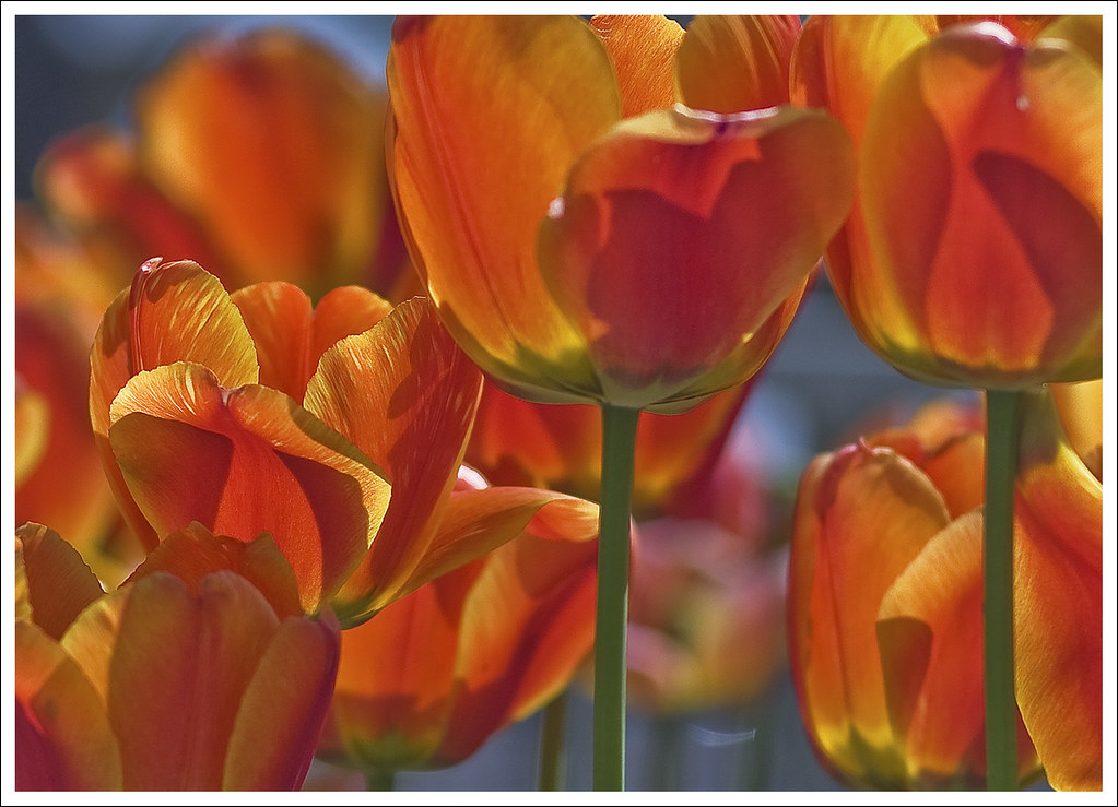 Tulsa Tulips by hz536n/George Thomas