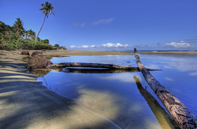 Fallen Trees - Fiji
