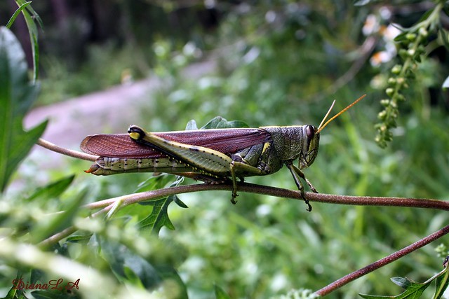 INSECTS / GRASSHOPPER