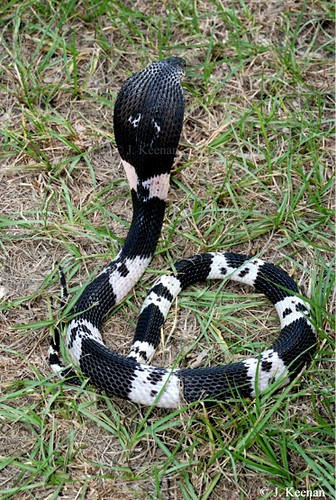 Black & White Spitting Cobra - Naja siamensis