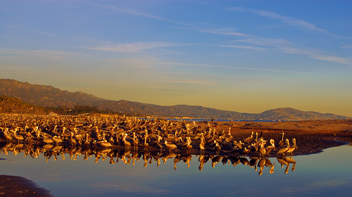 a few pelicans... by beachwalker2007