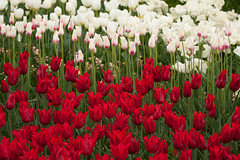 Red-white tulips 0637
