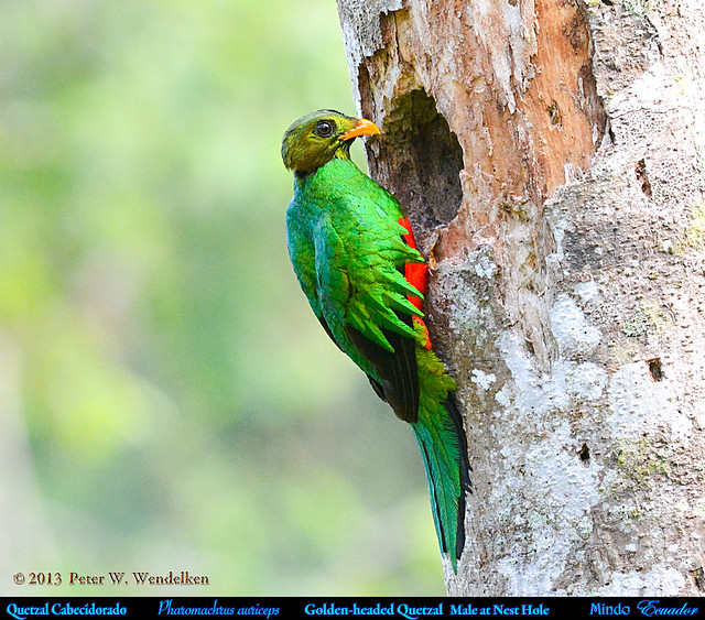 GOLDEN-HEADED QUETZAL Male Pharomachrus auriceps Perched Outside its Nest Hole. Mindo, ECUADOR. Quetzal Photo by Peter Wendelken.