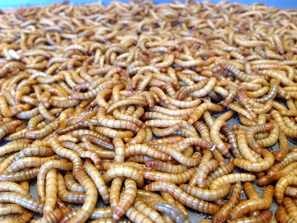 Millions of Mealworms