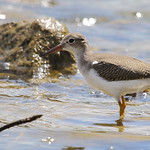 Spotted Sandpiper At Lake Shelbyville, Shelbyville, IL, USA