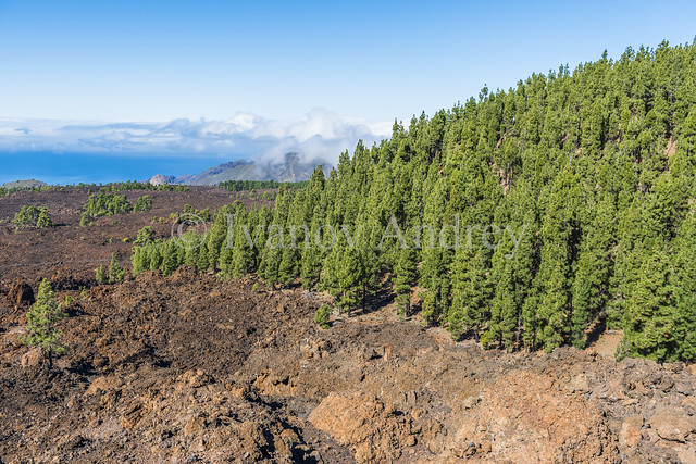 Lava fields at the edge of a pine forest