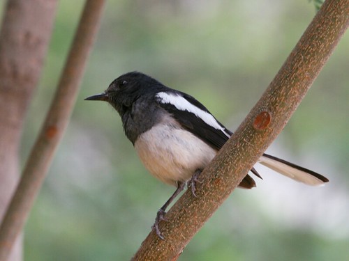 india nature birds soe pune greatphoto naturesfinest coep mywinners eos400d ef70200f4lis avianexcellence diamondclassphotographer flickrdiamond theunforgettablepictures theperfectphotographer