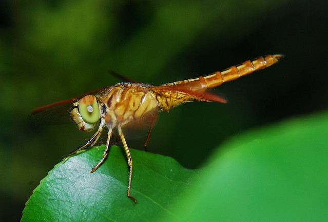 蜻蜓 Dragonfly