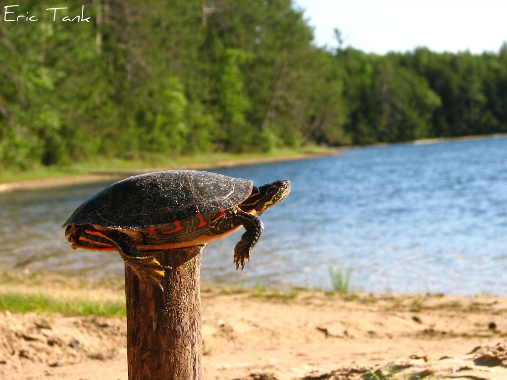 Post turtle II