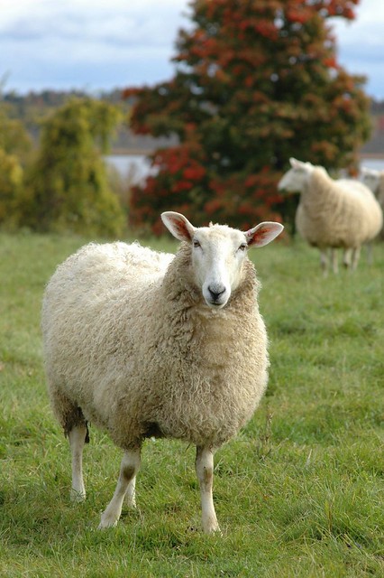 Lanark sheep - 09