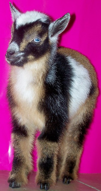 Nigerian Dwarf goat doeling. www.TheBigWRanch.com