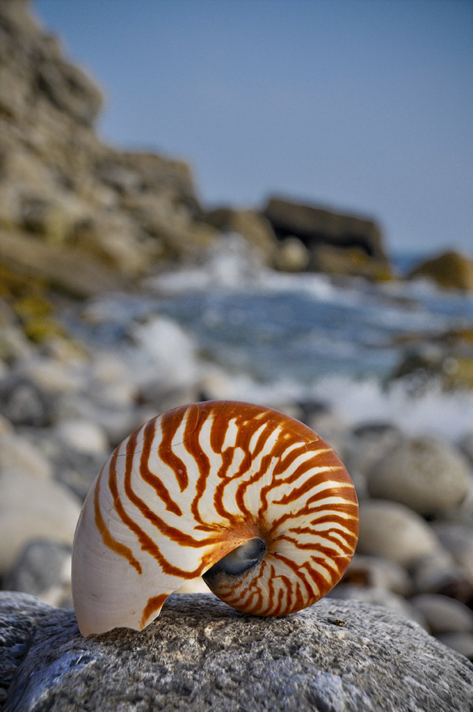 Peter Allen Shell close to home | Peter Allen | Flickr