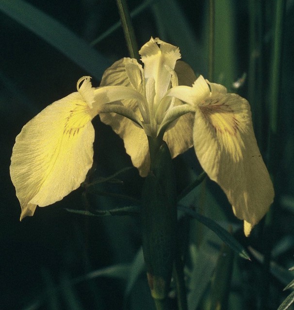 Iris jaune (Iris pseudacorus)