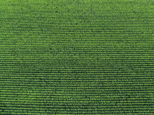 Corn Rows | A field of corn, from above. | Stephanie Keating | Flickr