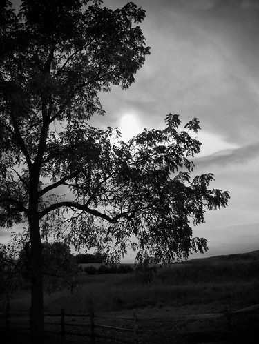 blackandwhite sun tree clouds overcast sep08