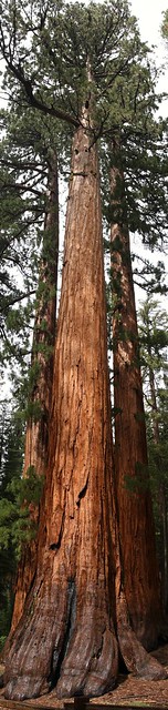 Stitched shot of a giant Sequoia (view on large)