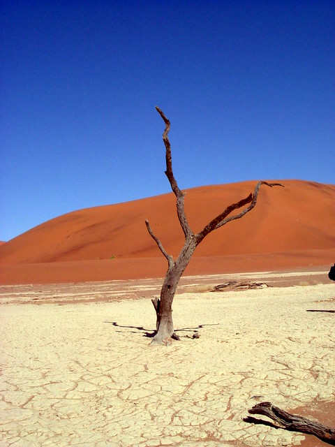 Árbol en medio del desierto