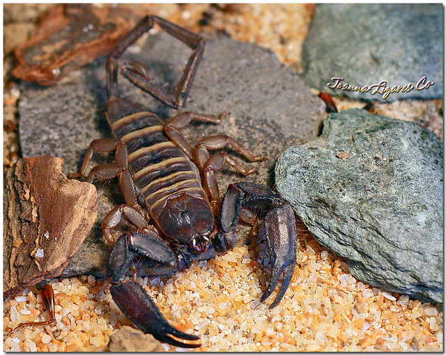 Olive-Keeled Flat Rock Scorpion