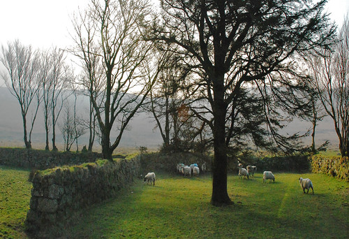 Sheep Dartmoor by Ben124.
