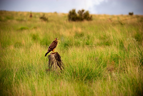 newmexico bird grass animals desert raptor yucca cityofrocks cityofrocksstatepark chihuahuandesert dcumminsusa cummins20080815canoneos20dimg1981edited1