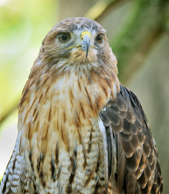 Female Red-tailed Hawk