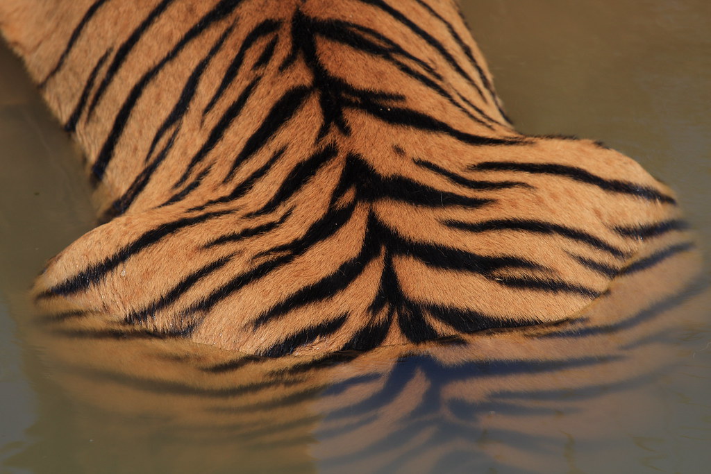 Tiger Macro Pattern Tiger pattern | A close-up shot of the Tiger resting in the … | Flickr